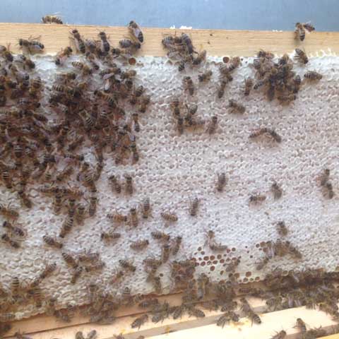 Bienenvolk Rüttenscheid